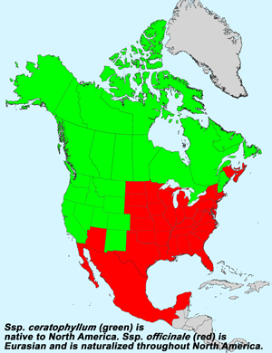 Common Dandelion, Taraxacum officinale: Click image for full size map